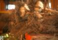 Tips To Harvest Garlic