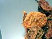 Ghost Chile - World's Hottest
