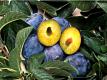 Could GMO Foods Be Causing Your Allergies