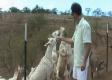 About Surfing Goat Diary In Hawaii
