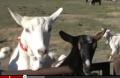 Goat Milk And Its Health Properties