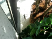 Dog Vs Lizard