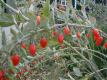 Is It Ok To Eat Goji Berries Everyday?