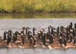 An Overview Of Goose Banding