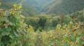 Wines In Romantic Germany - The Rhineland-palatinate