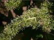 How Grapevines Bloom and Fruit Develops: Flowering Plants at Jordan Vineyard And Winery