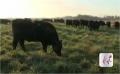 About Why Grass Fed Beef Makes the Best Steaks for Grilling