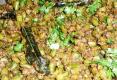 How To Make Indian Style Green Beans