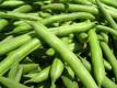 Seasons - Beans
