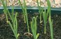 Grow Green Garlic -gardening Made Easy!