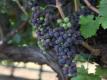 Veraison Time Lapse Video: Watch Cabernet Sauvignon Grapes Change Color From Green To Red