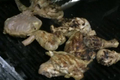 How To Make Grilled Tequila Lime Chicken