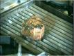 Grilling