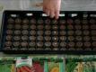 Grow 72 Plants From 72 Seeds In Poorman's Garden