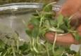 Growing Sprouts In Home Kitchen