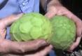 About Exotic Cherimoya Fruit