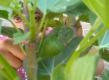 Growing Exotic Fruits