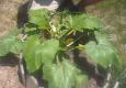 How To Grow Zucchinis