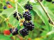 Foraging And Farming In The Peruvian Andes