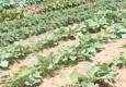 Growing Greens