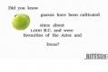 Uses For Guava