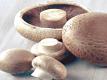 Mushrooms Are Good for You 