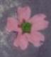 Gum Paste Flower Basics : Part 1