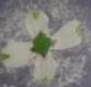 Gum Paste Flower Basics - Part 2