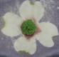 Gum Paste Flower Basics Part 3