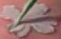 Gum Paste Flower Basics - Part 4