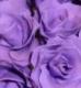 Simple Wired Gum Paste Roses Part 2