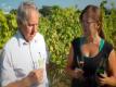 Gusbourne Estate - English Wine Harvest