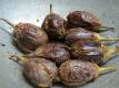 Mom's Guthi Vankaya 