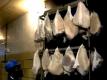 Ham Dinner Tradition Unveiled