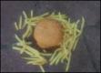 My Secret Stop Stuffing Your Face With Fast Food Round Diet Trick