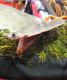 Hammerhead Shark On Display