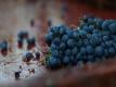 Harvest 2010: Harvesting Jordan Cabernet Sauvignon Grapes At Sunrise