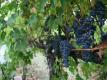 Harvest 2011: Munselle Vineyards, Cabernet Sauvignon Grapes, Alexander Valley