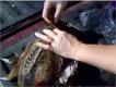 Taking Out Feathers From A Bird