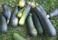 All About Harvesting