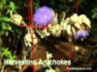 Harvesting Home Grown Artichokes Before Flowering: Foodie Gardener Tips
