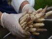 White Asparagus Harvest In The Jordan Garden (the Journey Blog 2.8.10)