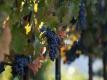 Harvesting Hillside Vineyards Of Alexander Valley Cabernet Sauvignon