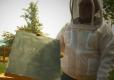 Tips To Harvest Honey From Bee Hive