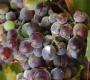Have You Heard Of Vitis Vinifera?