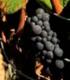 Have you Tasted Wine from Sandole Wine