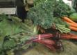 Healthy Foods For Vacation