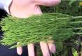 Weed 'n Feed: The Aimless Cook Adventure Video