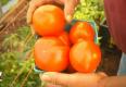 Heirloom Tomatoes From Field To Kitchen