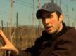 Tying Of Vines At Henry Of Pelham Family Estates